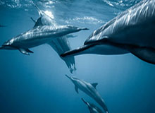 开云官网入口-Topps中国亮相2026 F1中国大奖赛，限定卡包引爆现场收藏热潮